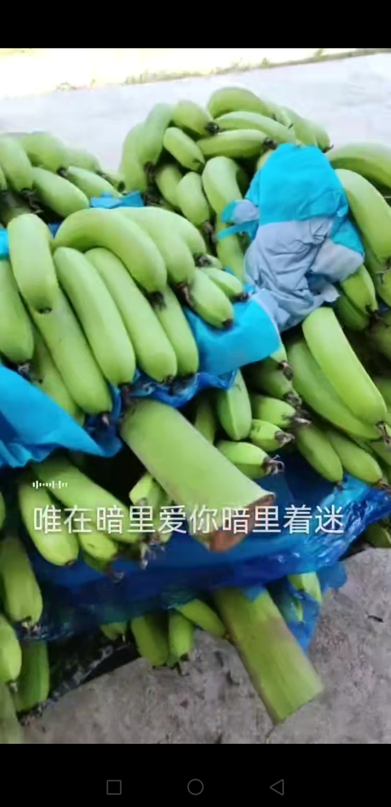 产地香蕉
