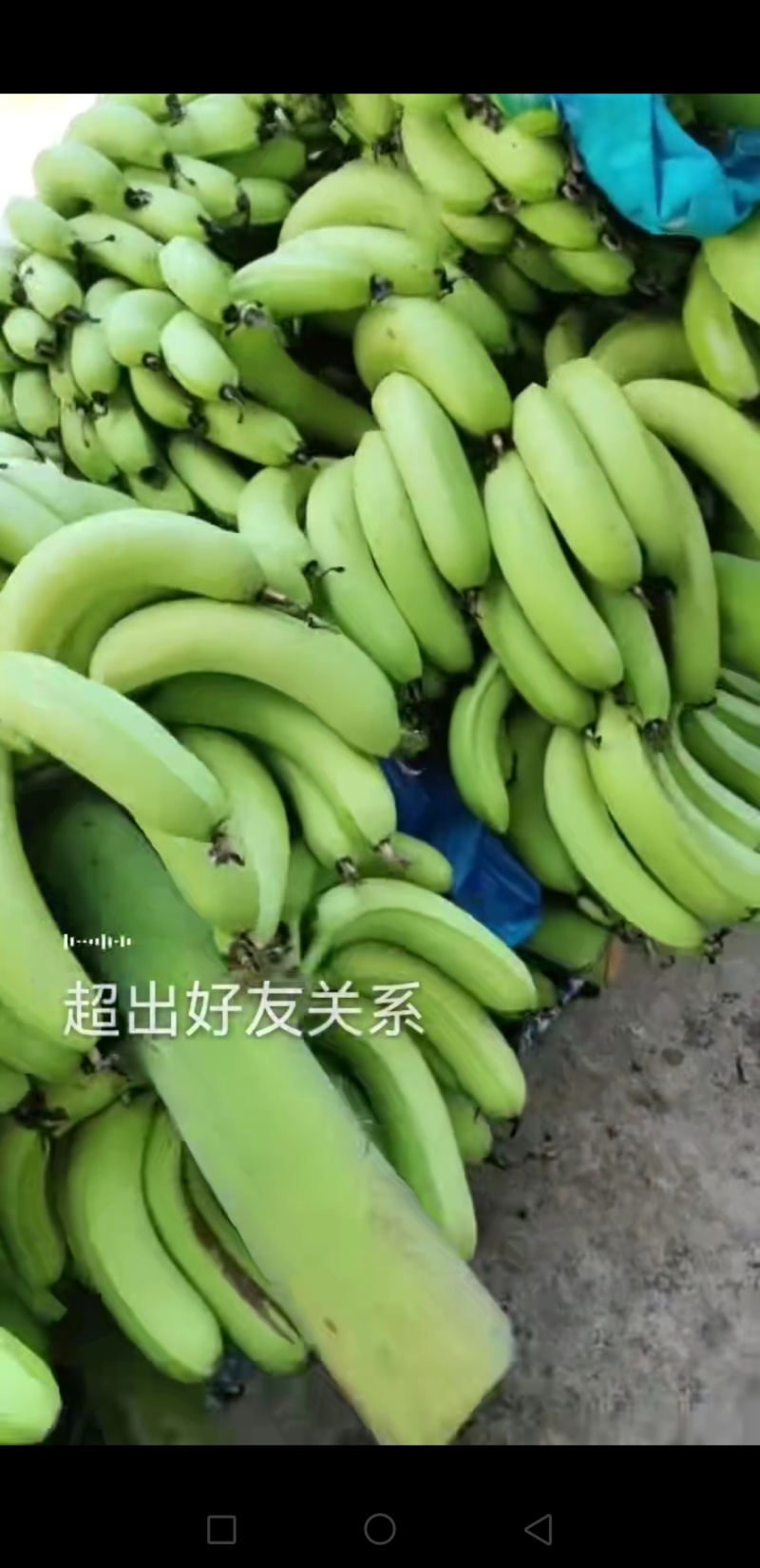 产地香蕉