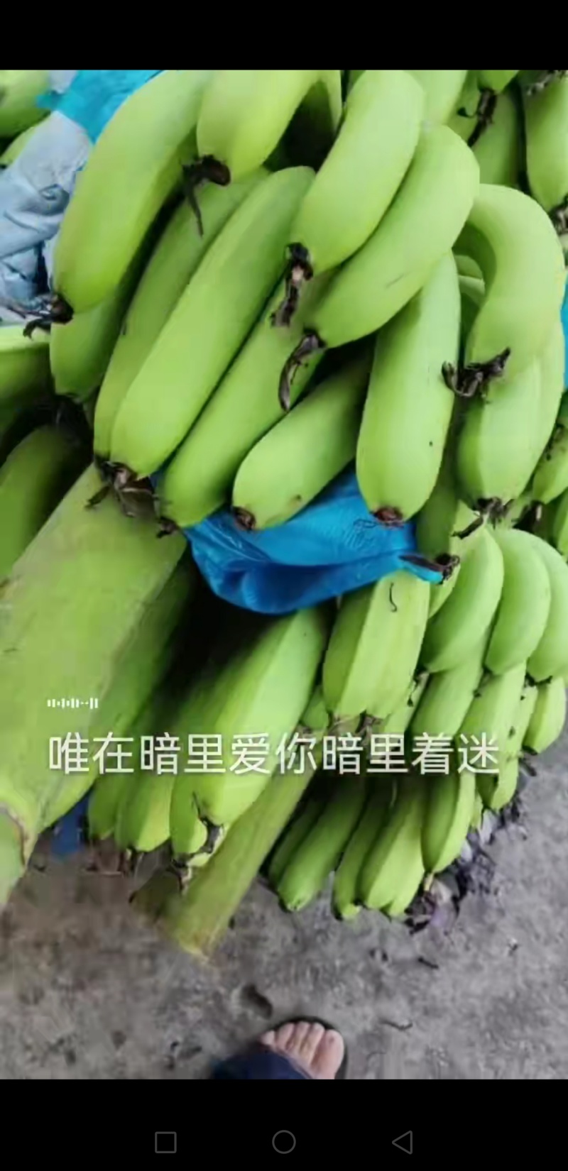 产地香蕉