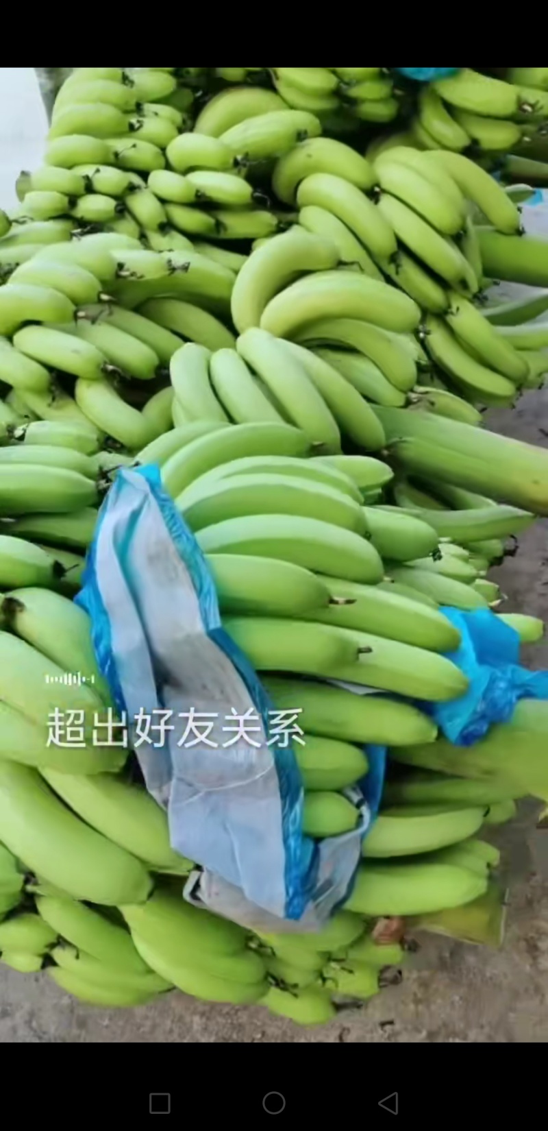 产地香蕉