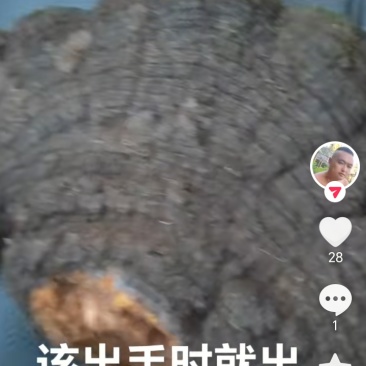正中野王桑黄”