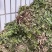 黑花生，欢迎来购，通货.4.8元，精选7.5