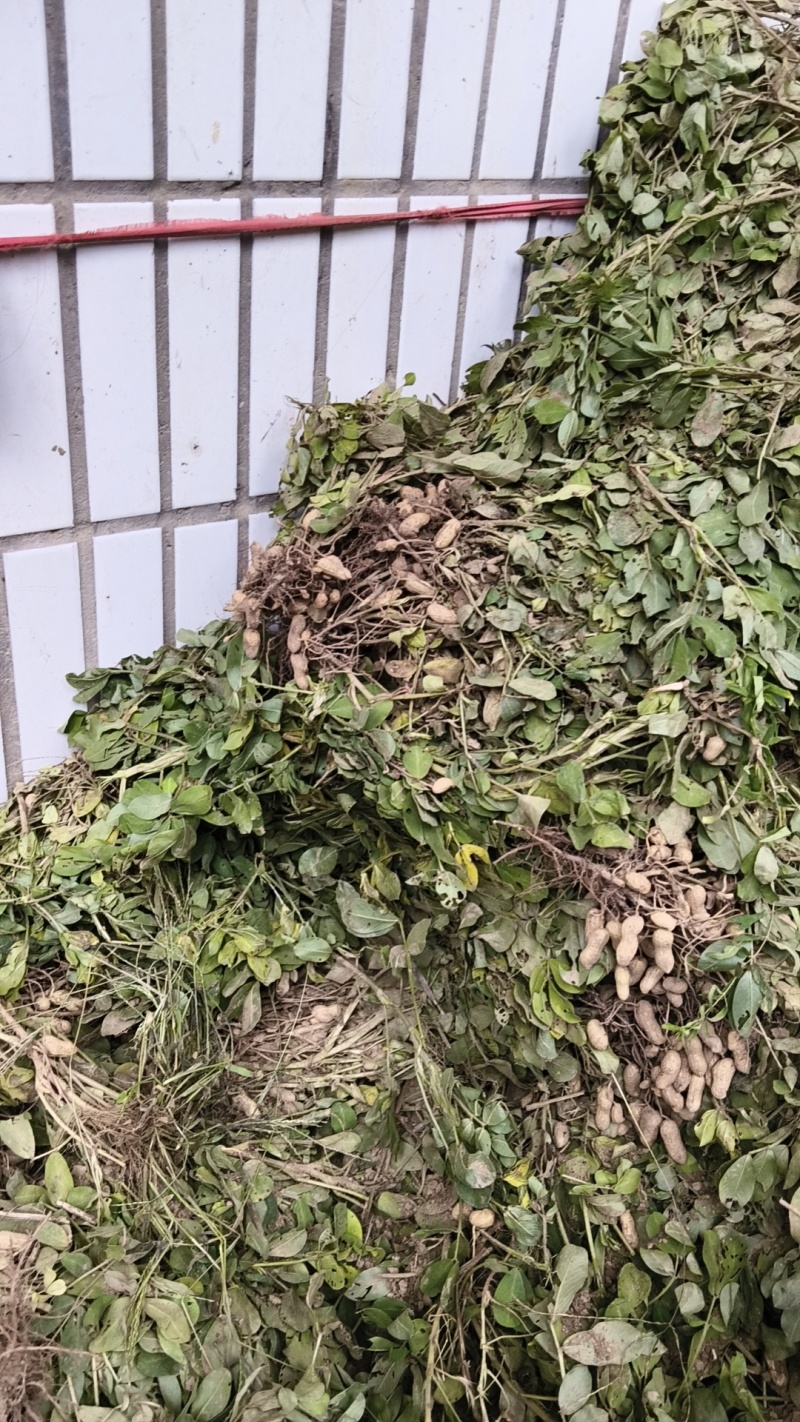 黑花生，欢迎来购，通货.4.8元，精选7.5