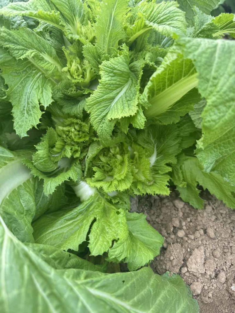 儿菜大量上市源头价格