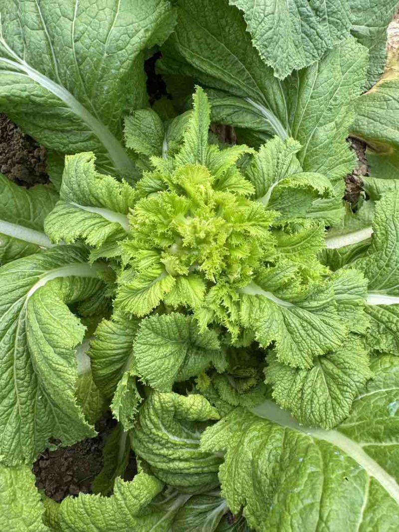 儿菜大量上市源头价格