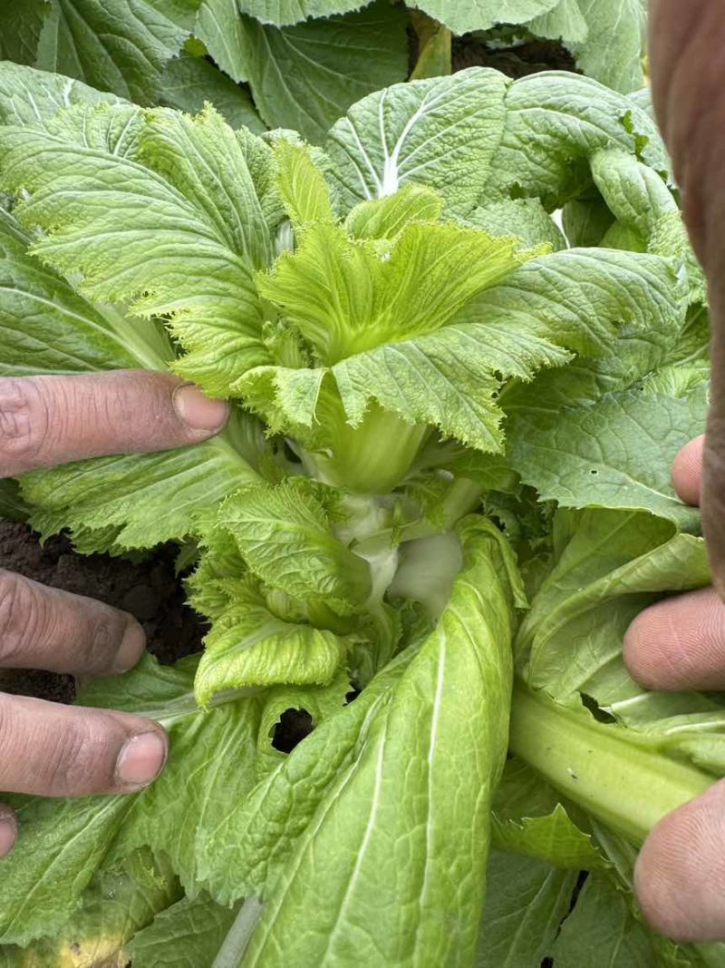 儿菜大量上市源头价格