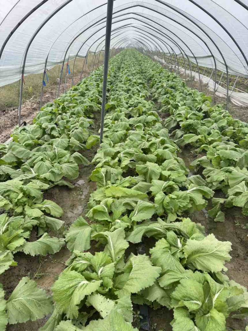 儿菜大量上市源头价格