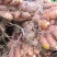 姜黄