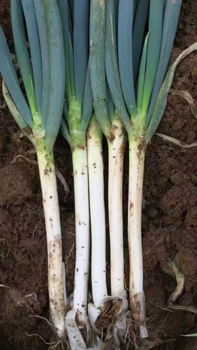 铁杆大葱
