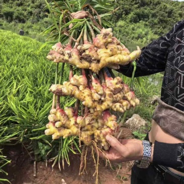 小黄姜大牙姜生姜大量上市，1-6块来个有实力的老板可代办