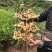 小黄姜大牙姜生姜大量上市，1-6块来个有实力的老板可代办
