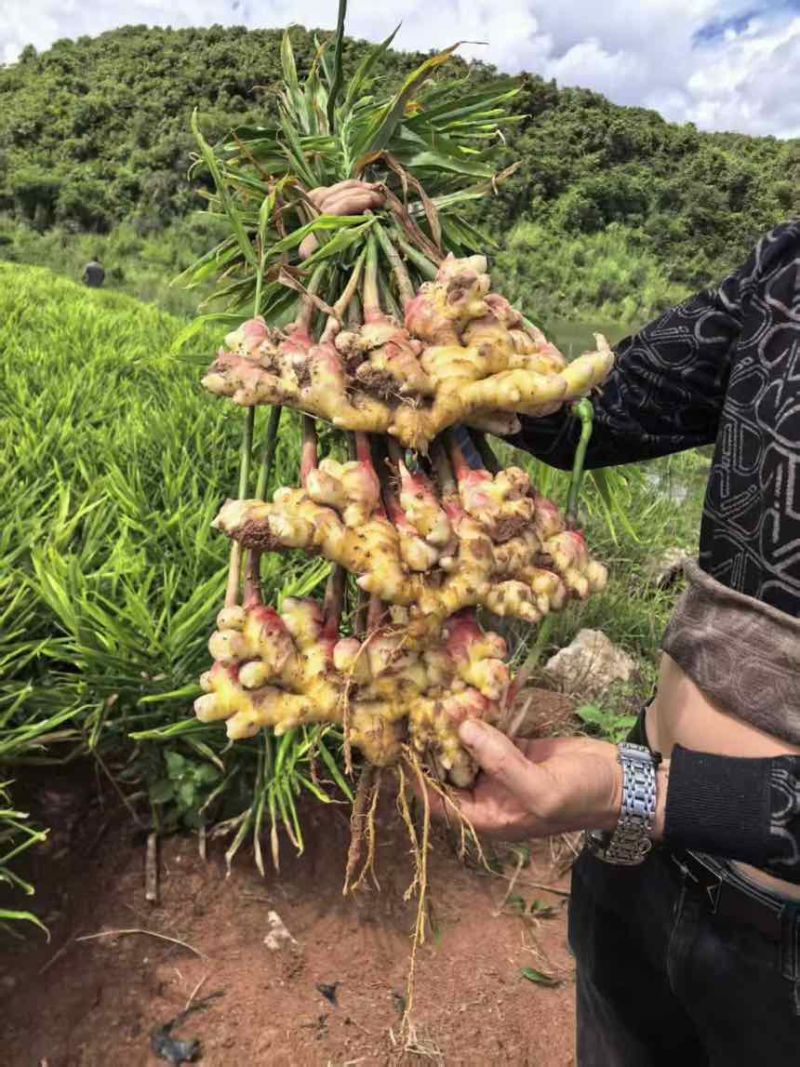 小黄姜大牙姜生姜大量上市，1-6块来个有实力的老板可代办