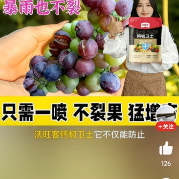 张家口市阳原县巨峰葡萄