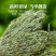 野生独脚金草疳积草小儿开胃汤包短脚独角金新鲜干货煲汤中药材