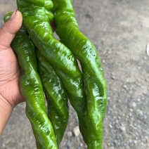螺丝椒，大青椒大量有货。