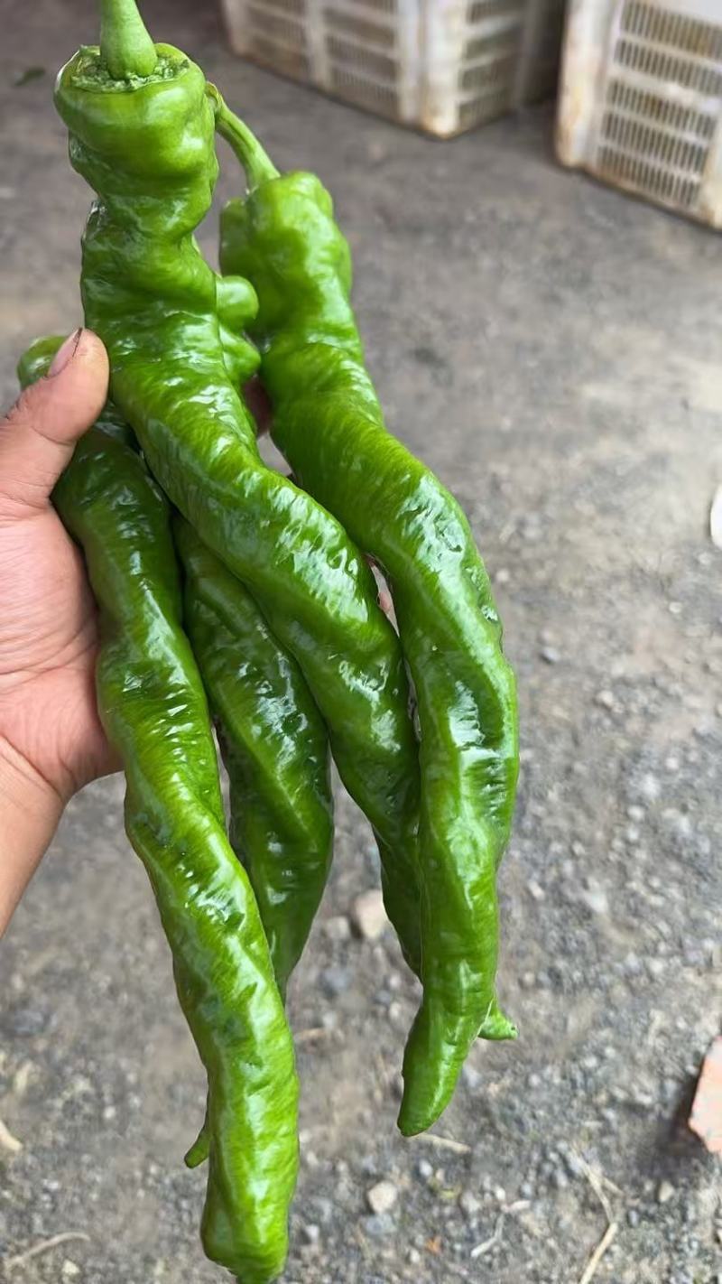 螺丝椒，大青椒大量有货。