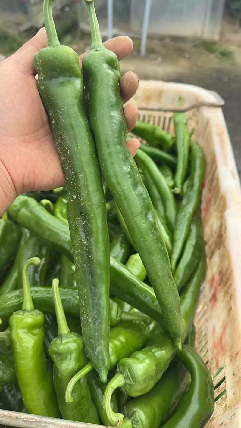 螺丝椒，大青椒大量有货。