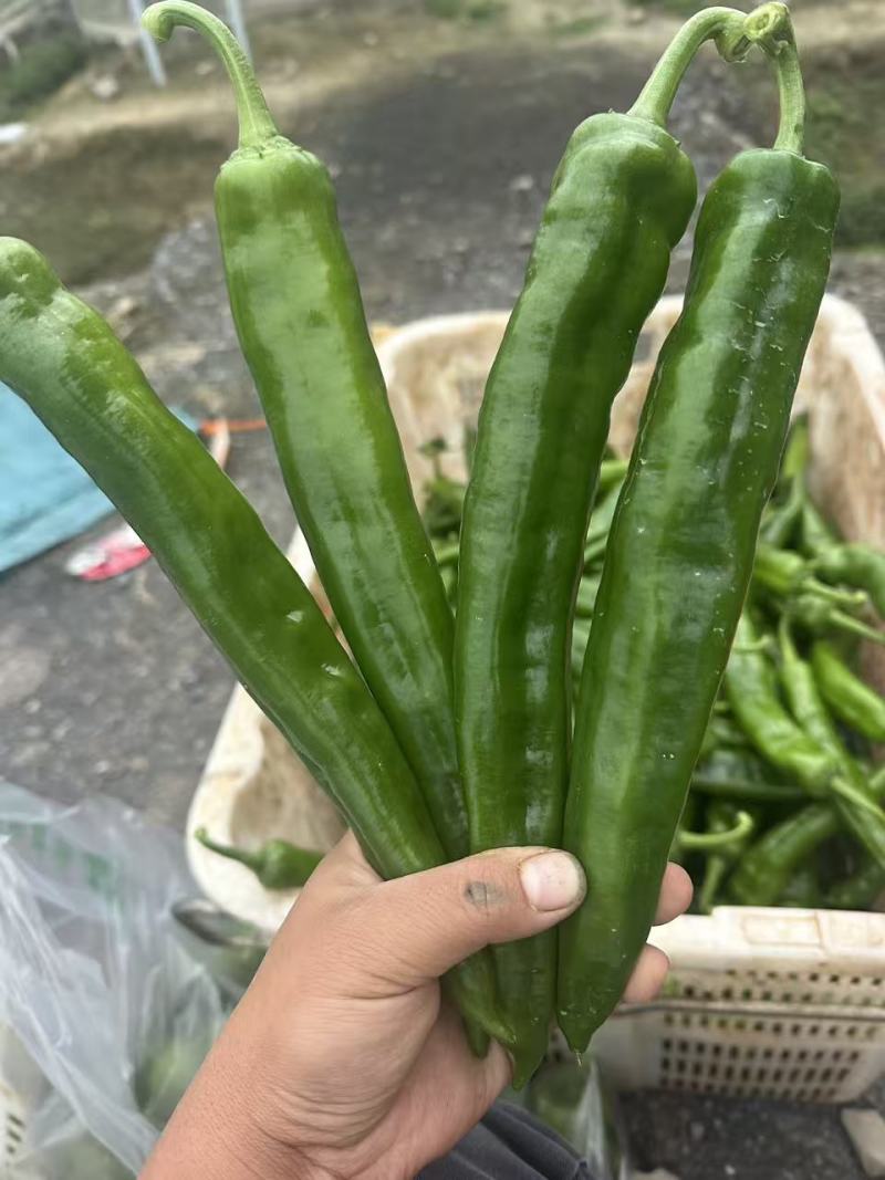 螺丝椒，大青椒大量有货。