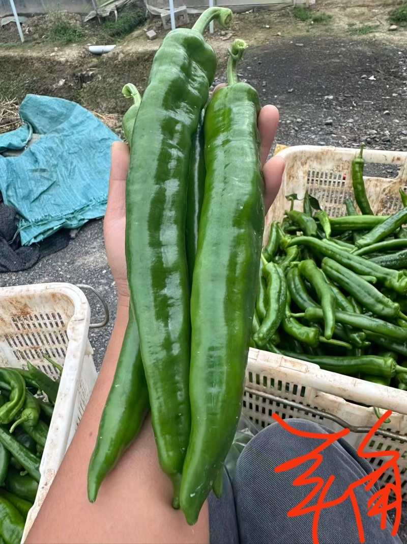 螺丝椒，大青椒大量有货。