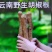 出售云南野生木姜子根