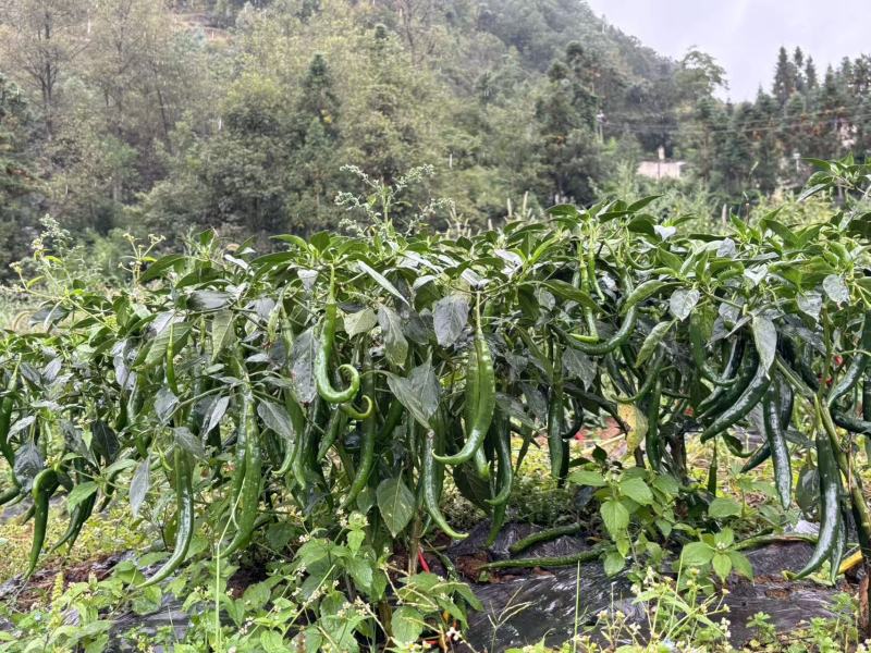 需要的老板可以看过来