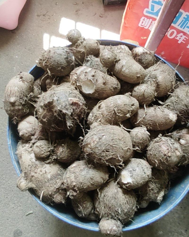 家种毛芋