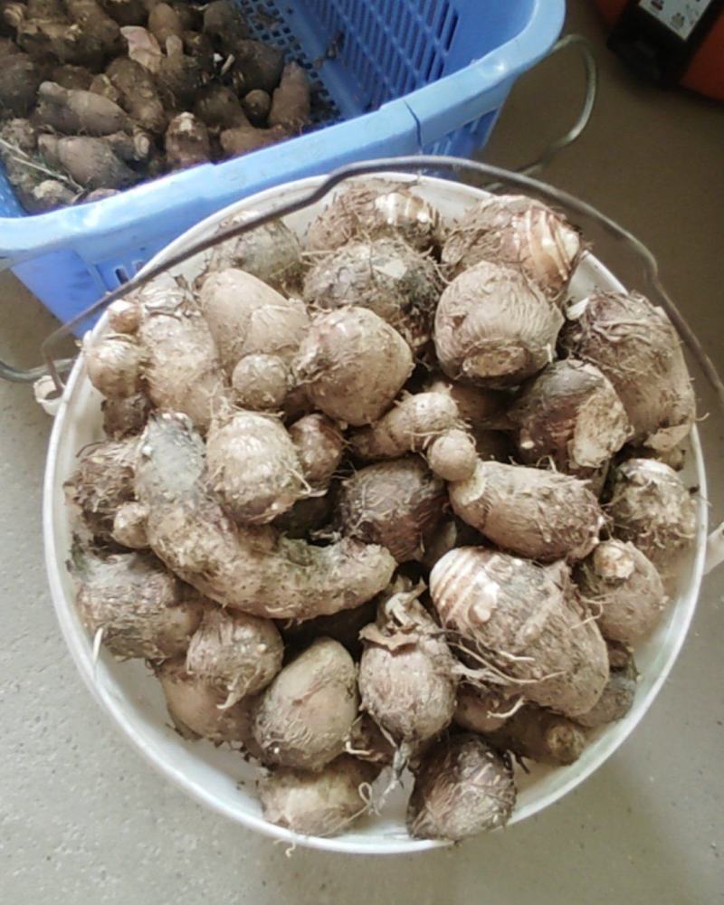家种毛芋