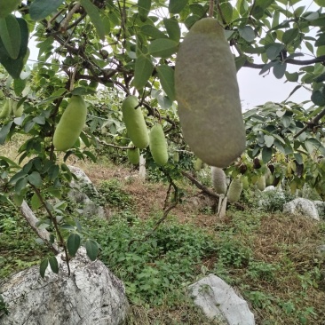 八月瓜