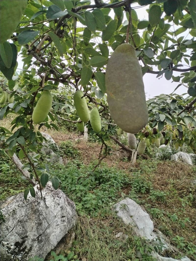 八月瓜