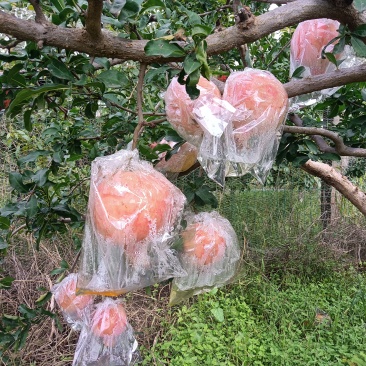 临潼石榴