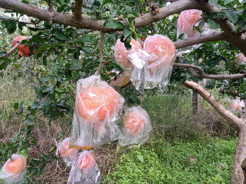 临潼石榴