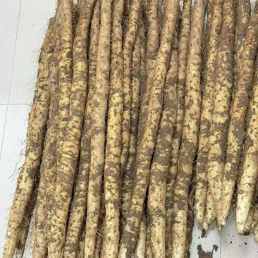 河南温县铁棍山药