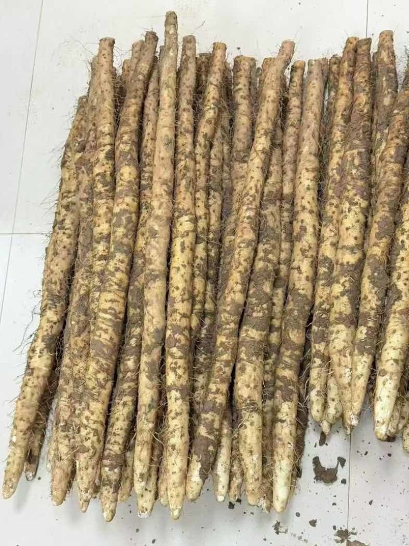 河南温县铁棍山药