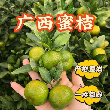广西大山里的密桔