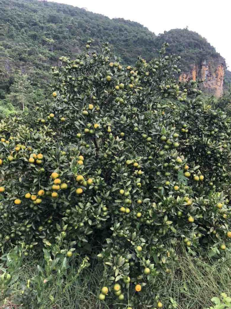 广西大山里的密桔