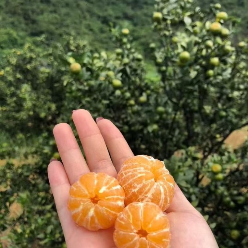 广西大山里的密桔