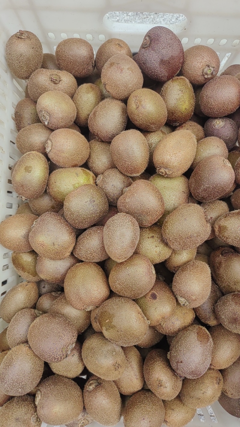 周至翠香小果50-70