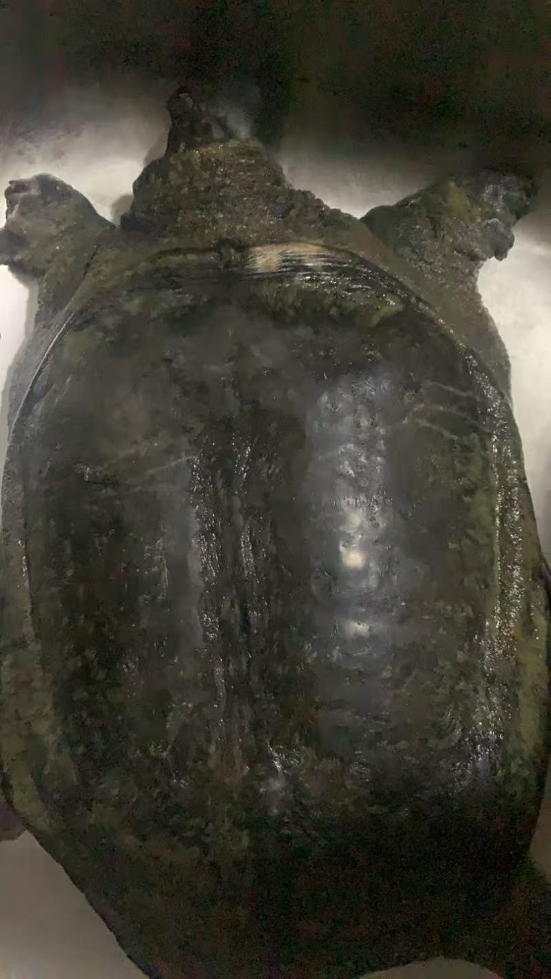 6斤多老甲鱼