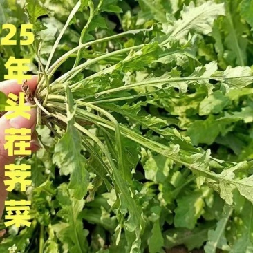 河南荠荠菜