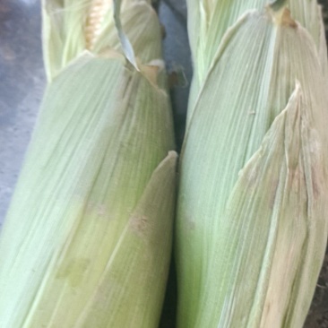 鲜食水果玉米