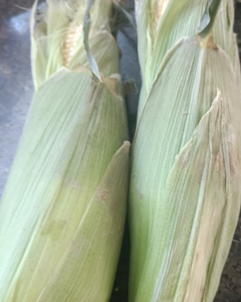 鲜食水果玉米