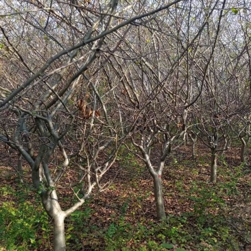 自家种的垂丝海棠15一棵。联系***********