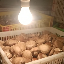 出售鲜香菇