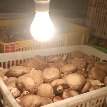 出售鲜香菇