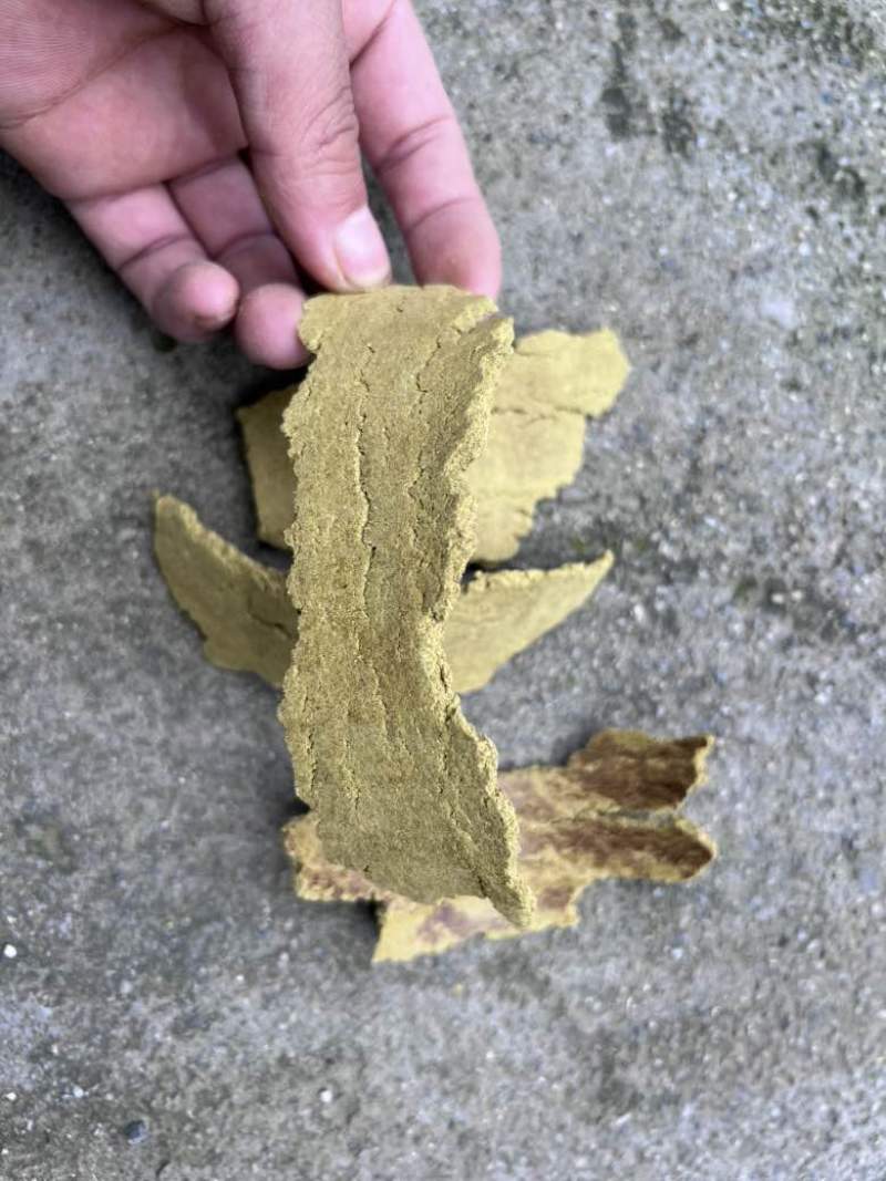 孜然饼，绿色，黄色，黄绿色