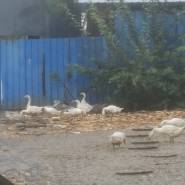 大鹅。