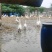 大鹅。