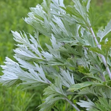 艾草或艾草包