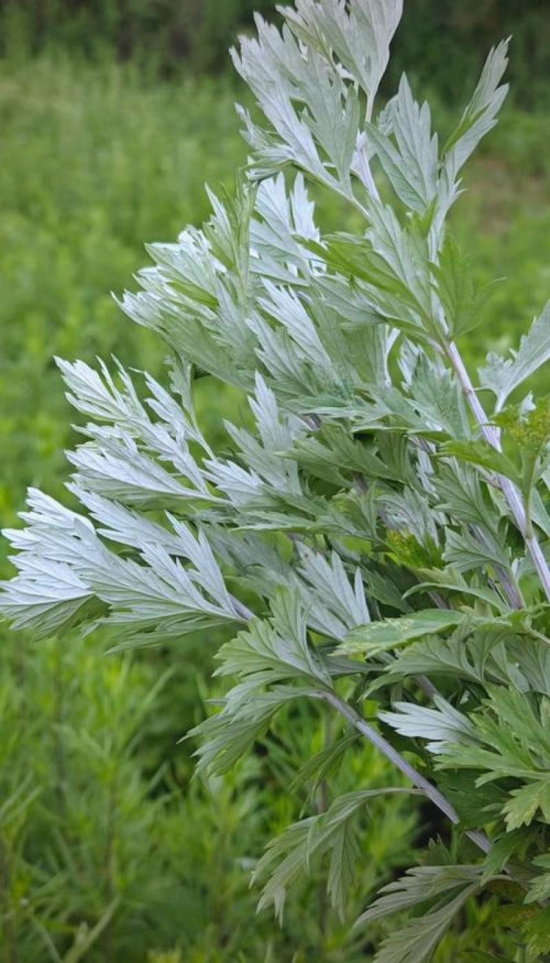 艾草或艾草包