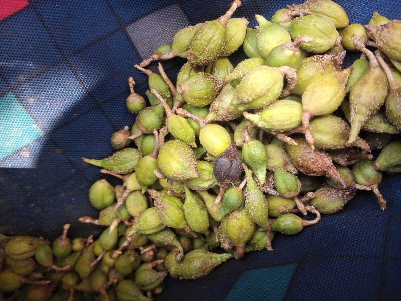 品味来自大自然的馈赠产地直发营养丰富每一口都是正品